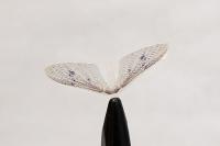 hemingway-s-may-fly-wings-pale-gray-450x3002e_enl