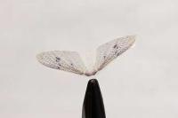 hemingway-s-may-fly-wings-pale-gray-450x3002e_enl